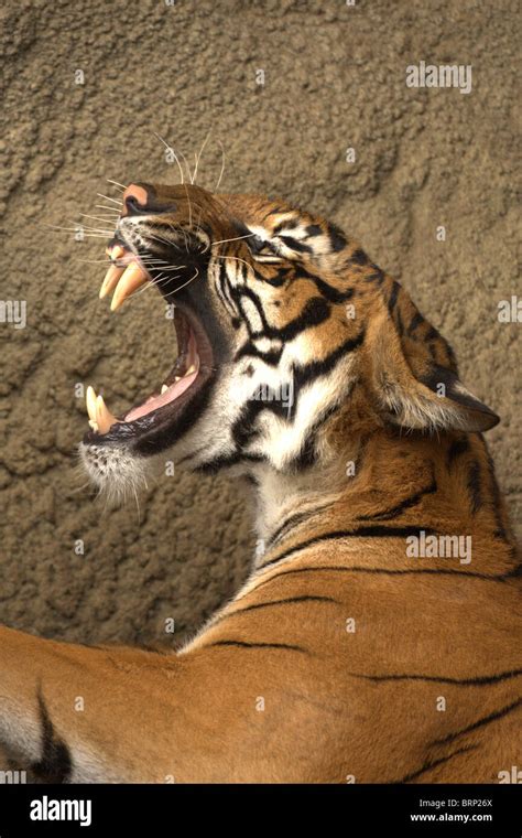 Bengal Tiger With Its Mouth Wide Open Snarling Stock Photo Tiger My Xxx Hot Girl