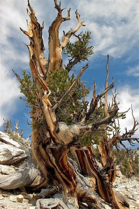 Bristlecone Pine Forest Ca Usa Weird Plants Exotic Plants
