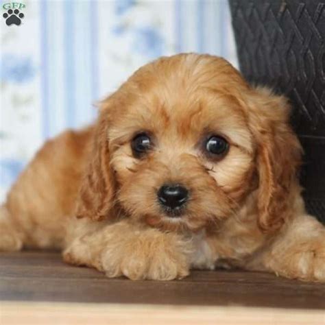 Goldendoodles are a hybrid breed created by crossing poodles with golden retrievers. Cavapoo Puppies For Sale Under 1000