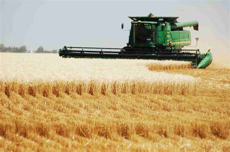 Possible New Insecticide Use In Montana Wheat Harvesting South