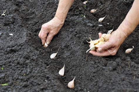 Planting Garlic Garlic Matters