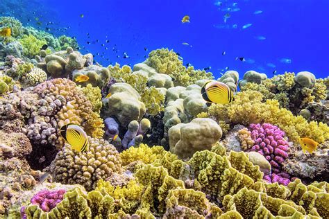 Colorful Coral Reef On Red Sea Nearby By Cinoby