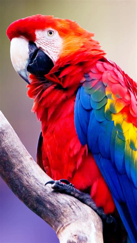 Macaw Bird Wallpaper Hd For Mobile Animal Wallpaper