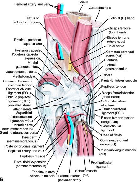 Lateral Posterior And Cruciate Knee Anatomy Musculoskeletal Key