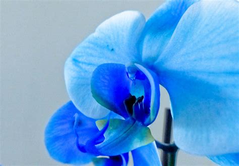 Blue Orchid Free Stock Photo Public Domain Pictures