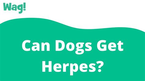Can You Get Herpes From Kissing A Dog