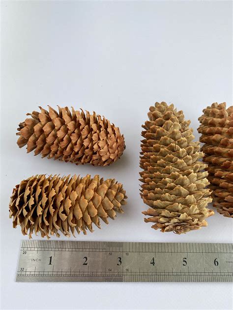 5 Natural Pine Cones Large Real Pine Cone Bulk Supply Holiday Etsy