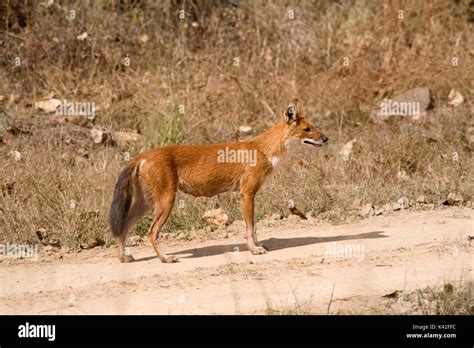 Indian Wild Dog Or Dhole Cuon Alpinus Kanha Tiger Reserve National