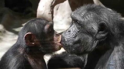 Monkey Kissing His Friend After Eating Feces Youtube