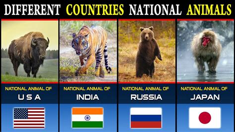 National Animals From Different Countries Youtube