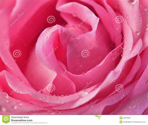 Pink Rose Bud Macro Stock Photo Image Of Pink Flower 32810356