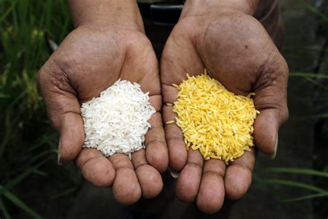 Lessons From The “golden Rice” Debate Social Enterprise Institute At