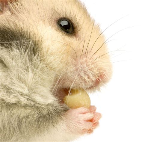 Hamster Profile Of A Hamster Eating In Front Of A White Background
