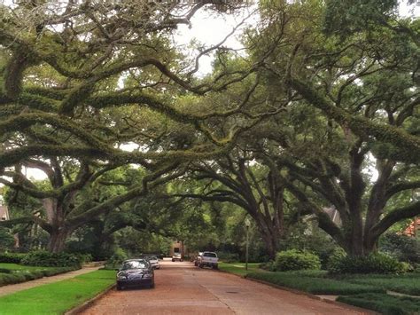 12 Flowering Southern Trees You Need To Plant Now Canopy Outdoor