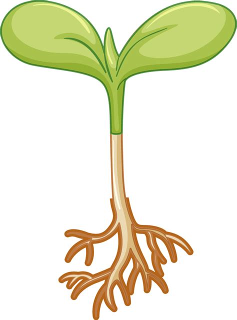 Free Plant Growth Progress Diagramv Vector 587337