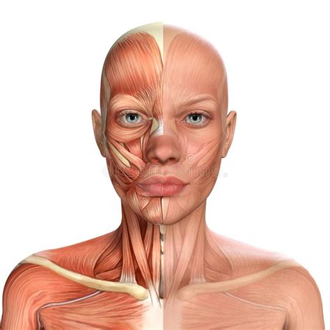 Human Anatomy Muscles Of The Face Stock Illustration Illustration