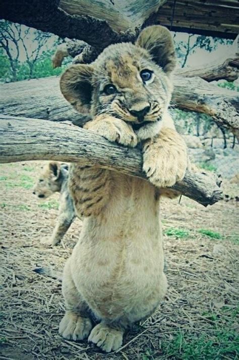 22 Best Baby Lions Images On Pinterest Big Cats Wild Animals And