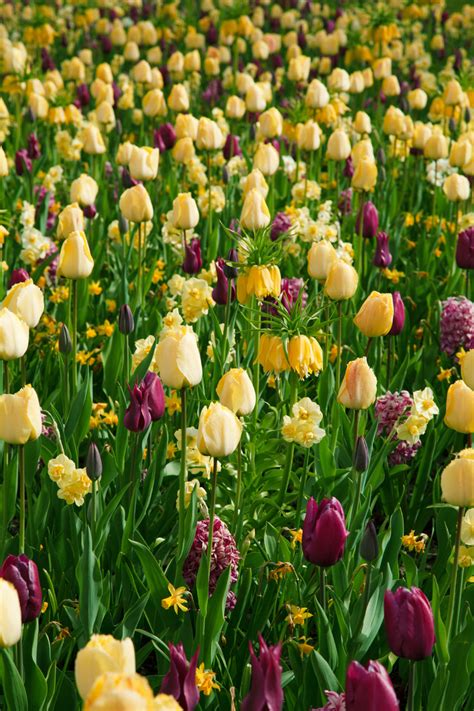 Yellow And Purple Tulips Free Stock Photo Public Domain Pictures