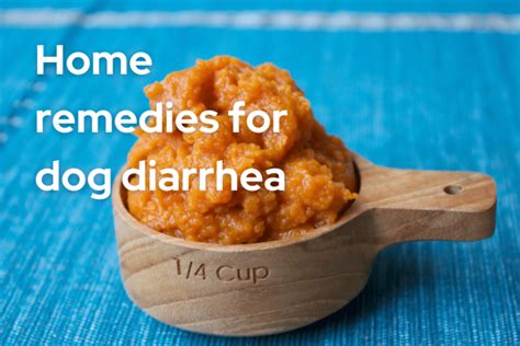 Common Home Remedies For Dog Diarrhea Dog Diarrhea Remedy