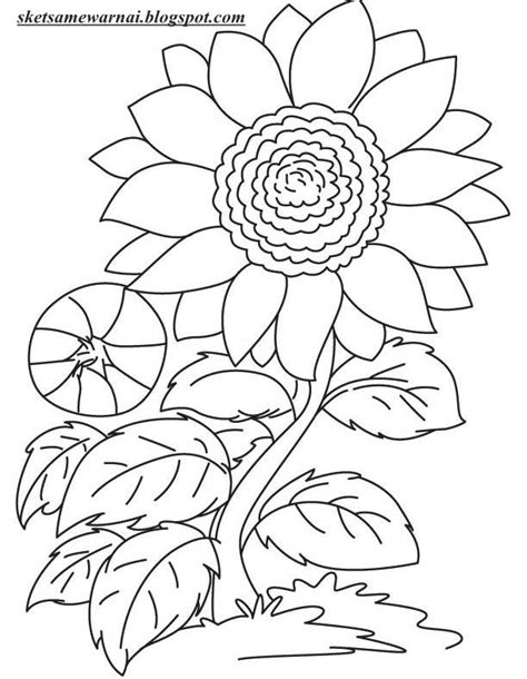 Pada dasarnya sketsa ini digunakan untuk sebagai sebuah kerangka dalam karya seni, bukan hanya untuk seni melukis saja. sketsa bunga: Sketsa Gambar Bunga Matahari Dalam Pot
