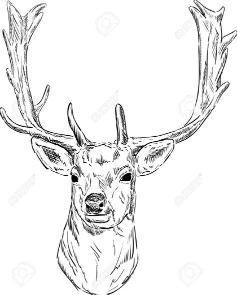 Deer Head Line Drawing At Getdrawings Free Download