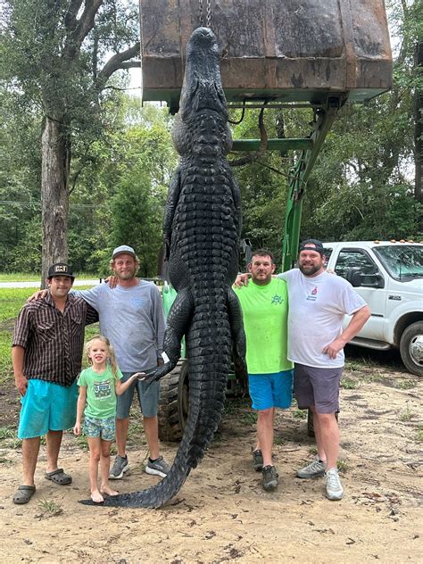 he was massive mississippi alligator hunters catch 13 foot 650 pound giant amid storm