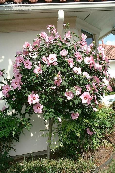 Rose Of Sharon Standard Blooms In July Hibiscus Syriacus Rose Of