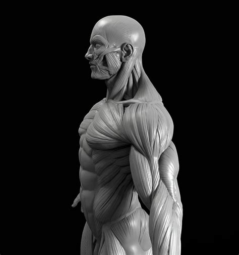 Male Anatomy Model Sculpt On In 2020 Anatomy Sculpture
