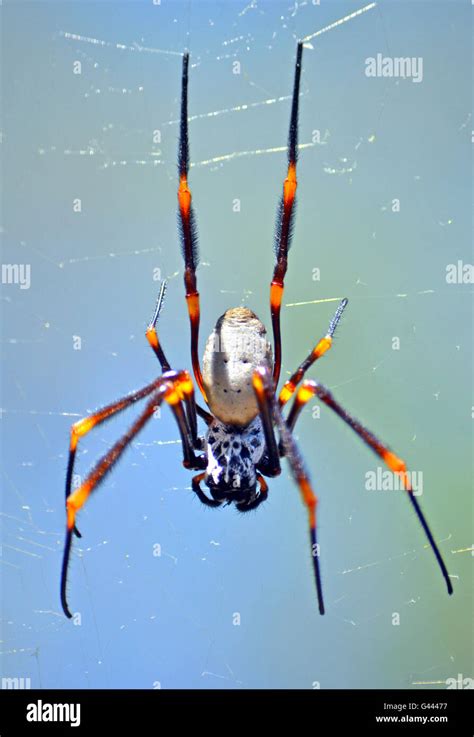 Australian Garden Orb Weaver Spider Hi Res Stock Photography And Images