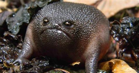 41 Of The Coolest Frogs And Toads In The World In 2020 With Images