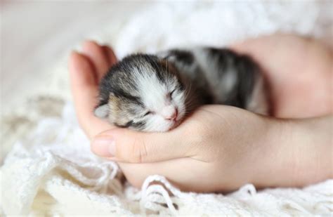 Newborn Kittens What You Should Know Step Guide Fluffy Kitty
