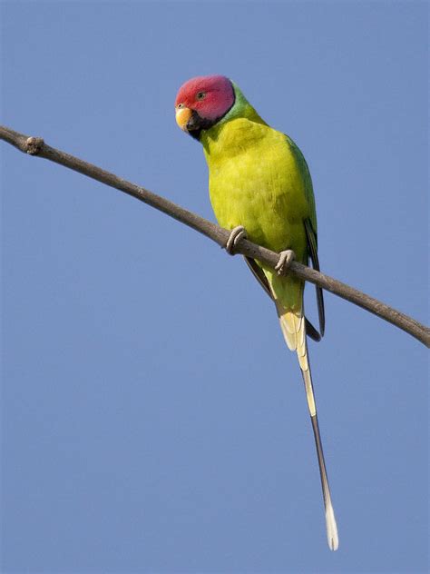 Plum Headed Parakeet Male Explored Tarique Sani Flickr