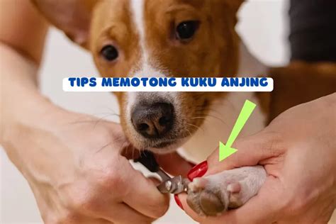 Mengungkap 7 Tips Dan Trik Rahasia Memotong Kuku Anjing Dengan Benar