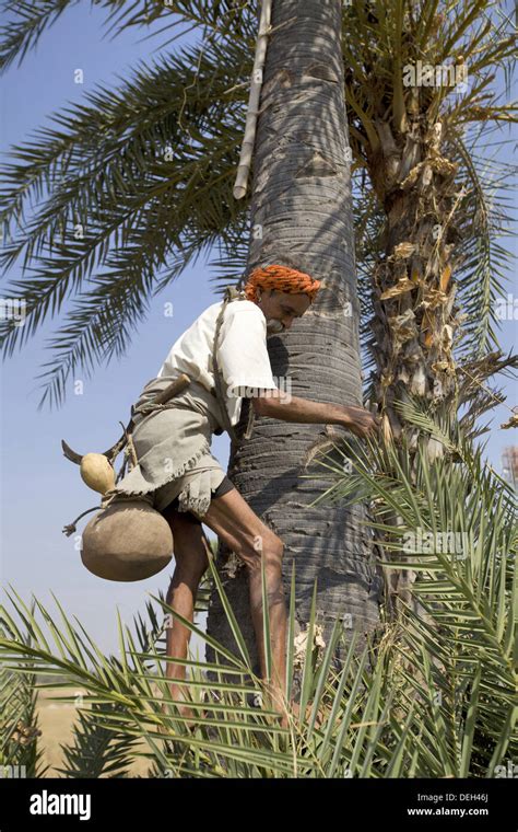 Man Climbing Palm Tree For Toddy Bhil Tribe Madhya Pradesh Chada