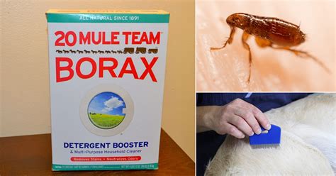 Does Borax Kill Fleas In Carpet Pest Phobia