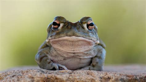 Sonoran Desert Toad Please Dont Lick This Psychedelic Amphibian National Park Service Warns