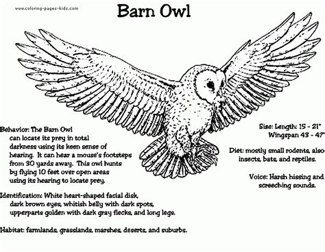 Barn Owl Coloring Pages