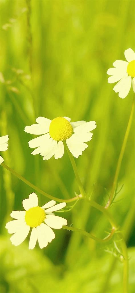 Spring Flower White Grass Nature Iphone X Wallpapers Free Download