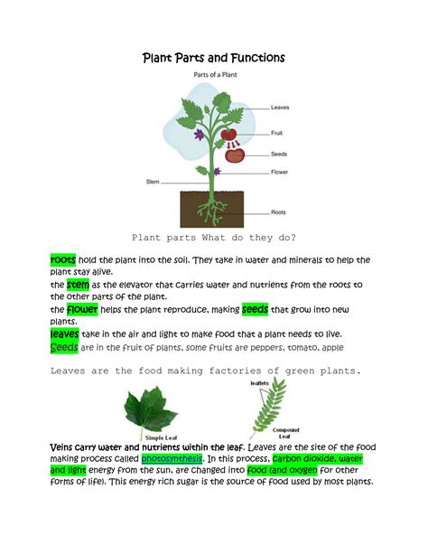 Main Parts Of A Plant Their Functions Structure Diagram 60 Off