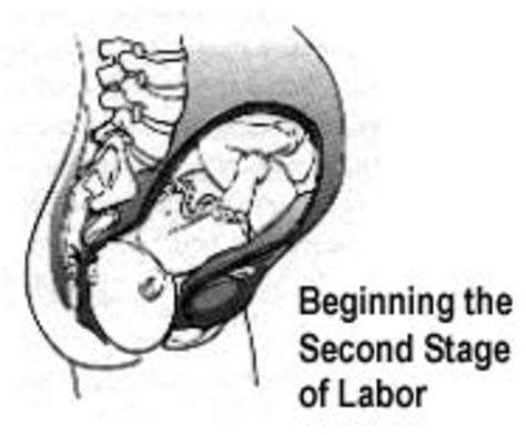 Stages Of Labor To Birth Timeline Timetoast Timelines