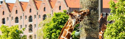 Zoos In The Netherlands Top Tips For A Great Day Out