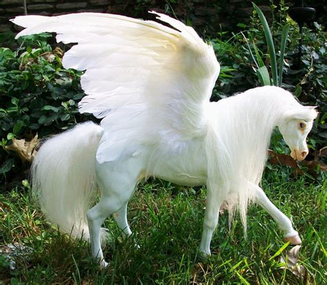 Pix For Real Pegasus Found Unicorns And Mermaids Unicorn Pictures