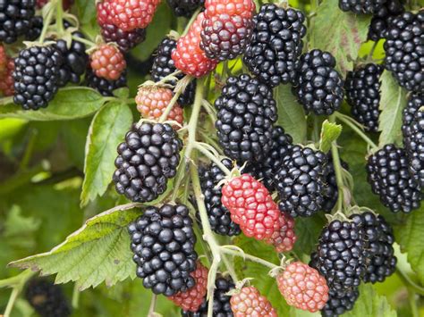 How To Grow Blackberries Saga