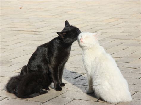 Black And White Cats In Love Kissing Cute Nice Heart Warming Etsy
