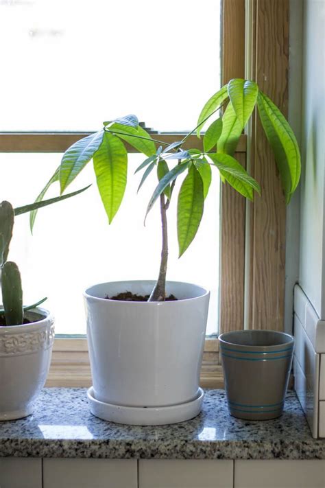 Best Common House Plants For Beginners 8 Indoor Houseplants Youll Love Including This Money