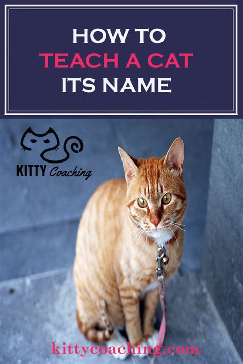 How To Teach A Cat Its Name 2018