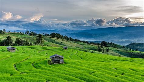 Rice Fields At Maechaem In Thailand Thailand Destinations Nature