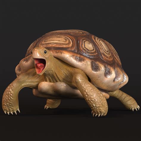 Reptilia Turtle D Model Low Poly Cgtrader