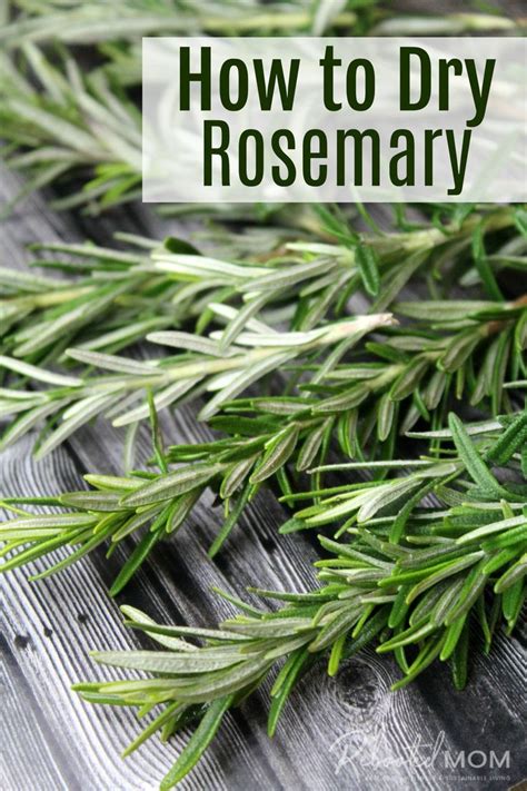 How To Dry Rosemary Step By Step How To Dry Rosemary Planting