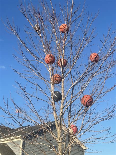Someone Got A Few Balls Stuck In A Tree Rmildlyinteresting